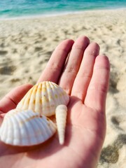 Seashells on the palm, beautiful tender seashell 