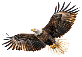 Obraz premium PNG Bald eagle flying bird bald.