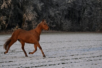 Pure Lebensfreude. Pferd läuft frei über schneebedeckte Wiese am Waldrand