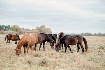Horses graze peacefully in wide field, showcasing rare harmony of nature and animals, where harmony resonates in gentle steps, stirring harmony in viewer's imagination every single day.