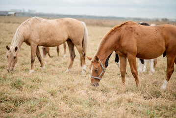Graceful horses roaming freely across open plains, freedom embodied in every movement, freedom and connection to untouched landscapes perfect for wildlife themes