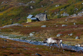 Obraz premium Reindeer buck with a small cabin in the background, in autumn mountains in Norway.