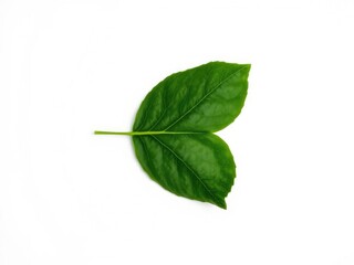 Obraz premium A solitary watermelon leaf on a pure white surface, emphasizing its vibrant green color and delicate shape, leaf, isolated, still life