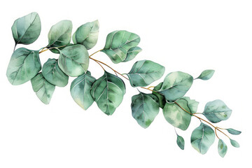 Fototapeta premium A long branch with leaves in watercolor clip art is isolated against a white background.