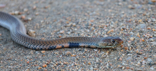 Mosambik-Speikobra / Mozambique spitting cobra / Naja mossambica