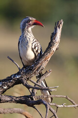Rotschnabeltoko / Red-billed hornbill / Tockus erythrorhynchus