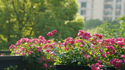 The fresh flowers blooming in the garden in spring