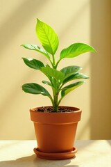 Obraz premium Green plant in small terracotta pot on beige surface with sunlight filtering through leafy greens, plants, small plant