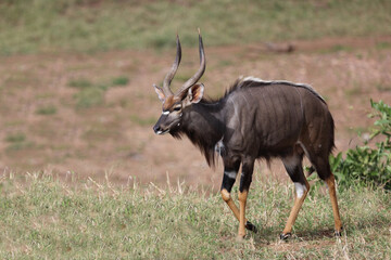 Nyala / Nyala / Tragelaphus angasii.