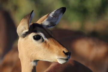 Schwarzfersenantilope / Impala / Aepyceros melampus