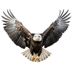american bald eagle isolated on transparent background, PNG