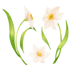 The flowers are daffodils. Watercolor hand-drawn illustration 