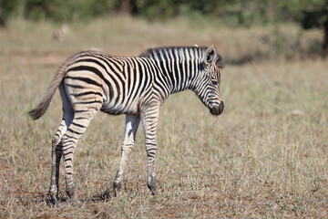 Steppenzebra / Burchell's zebra / Equus quagga burchellii.