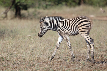 Steppenzebra / Burchell's zebra / Equus quagga burchellii.