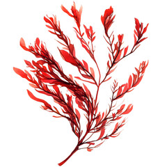 astaxanthin extract red seaweed