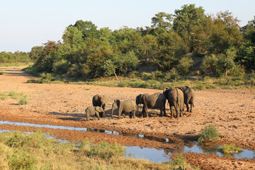 Obraz premium Afrikanischer Elefant / African elephant / Loxodonta africana