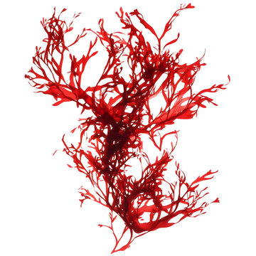 astaxanthin extract red seaweed