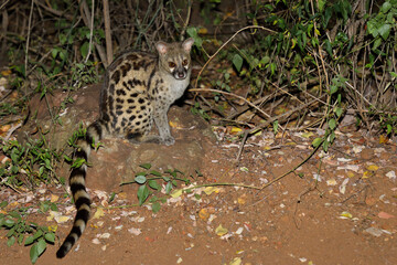 Südliche Großfleck-Ginsterkatze / South African large-spotted genet / Genetta tigrina