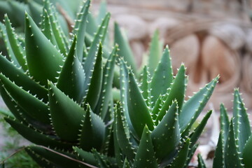 Close-up of an aloe vera plant with sharp spiky leaves