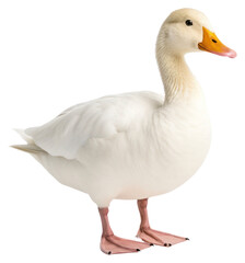Fototapeta premium PNG Animal goose white bird.
