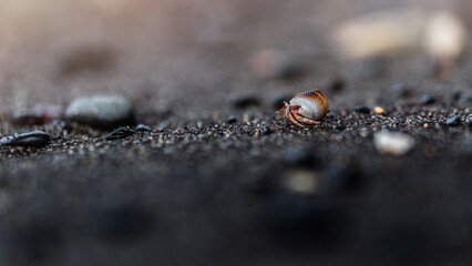 Small hermit crab on the black sand beach, macro close up shot