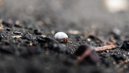 Small hermit crab on the black sand beach, macro close up shot