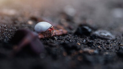 Small hermit crab on the black sand beach, macro close up shot