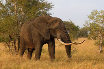 Afrikanischer Elefant / African elephant / Loxodonta africana..