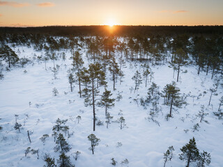 Aerial winter sunrise over a snow-covered Estonian bog. Sparse pine trees and frozen ground create a tranquil, natural landscape.