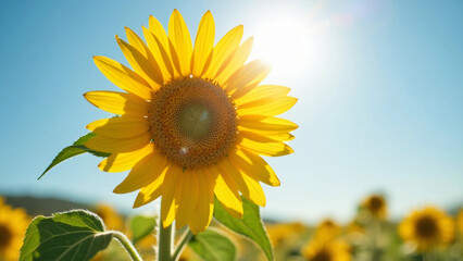 Obraz premium Yellow sunflower facing the sun
