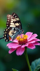 Elegant butterfly perched on a flower, colors, butterfly, still life