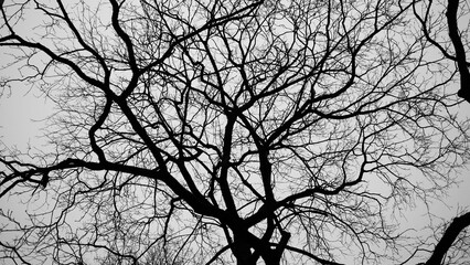 The photo shows a silhouette of a tree and branches without leaves on a gray background
