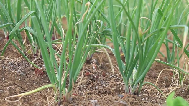 shallot plants (Allium cepa var. aggregatum
L.) planted on agricultural land