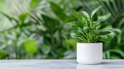 Fototapeta premium Small green houseplant in a white ceramic pot sits on a marble table against a blurred tropical leaf background in bright natural daylight.