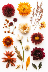 Autumn flowers and leaves flat lay composition  
