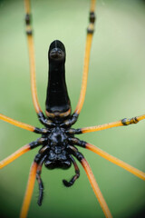 Close-up photo of giant spider in a rainforest.
