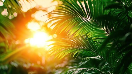   A close-up of a palm tree with sunlight filtering through the leaves