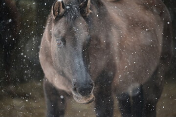 Schneepferd. Dunkles graues Pferd im Schneefall. Portrait