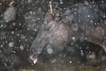 Schneepferd. Dunkles graues Pferd im Schneefall. Portrait