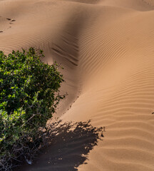 The sand dunes near Essaouira Morocco Africa 