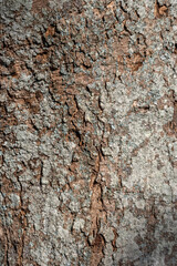 タブノキの樹皮