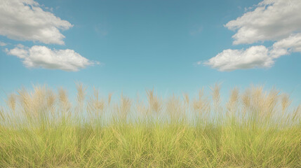 Serene field, fluffy clouds, blue sky, summer; website banner