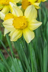 Beautiful flower of yellow daffodil growing in the garden.