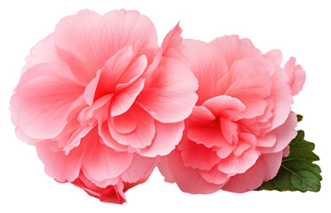 PNG Pink flower petal plant rose.