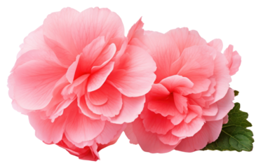 PNG Pink flower petal plant rose.