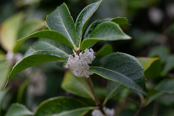 Osmanthus fragrans macro. Small white flowers on a branch in the garden selective focus. The fragrance of osmanthus flowers is used in perfumery.