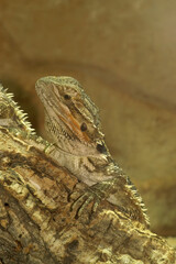 Bearded dragon perched on a weathered branch, showcasing its spiky scales and unique patterns against a soft background.