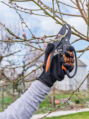 Female gardener with a pruner shears the peach tree.