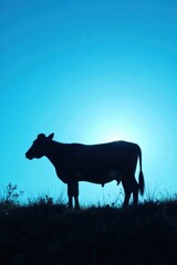 Fototapeta premium Farm animal silhouette against a bright blue sky background, landscape, farm life, silhouetted