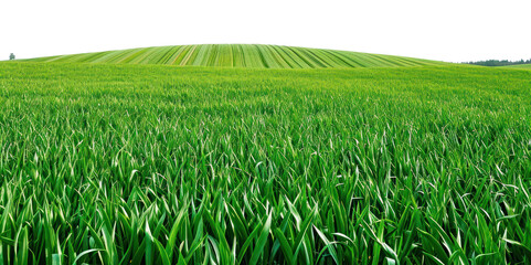 PNG Field green agriculture grassland.